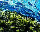 A school of Blue maomao fish