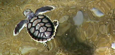 Flatback hatchling. / &copy;: Great Barrier Reef Marine Protected Area (GBRMPA)