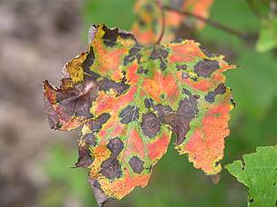Closer inspection of an affected tree