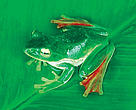 Flying frog (Rhacophorus suffry), a bright green, red-footed tree frog which uses its long webbed feet to glide when falling, was among hundreds of newly discovered species in Eastern Himalayas.
