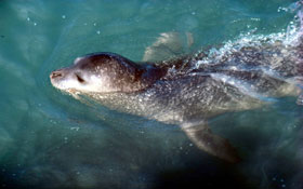  / &copy;: WWF Internacional/Jacques Trotignon