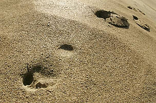 La meta de Huella Ecológica (Footprint) para 2020 es que ésta haya caído por debajo de los niveles ... / ©: WWF-Canon / Chris Martin BAHR / ©: WWF-Canon / Chris Martin BAHR
