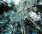 A trilateral agreement signed between Cameroon, Gabon, and Congo will protect 14.6 million hectares of forests, or 7.5 per cent of the entire Congo Basin.