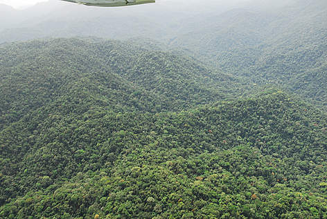 A view of the Cameroonian highlands forest that harbor a rich diversity of plants and animals / ©: CFP rel=