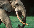 African forest elephant (<i>Loxodonta africana cyclotis</i>), Dzanga-Ndoki National Park, Central African Republic.
