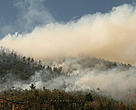 Forest Fire