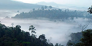 Dense forest landscape of the northeast tip of Borneo, in the Malaysian state of Sabah, the habitat of the endemic Bornean Pygmy elephant (<i>Elephas maximus borneensis</i>). Sabah, North Borneo, Malaysia.