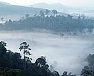 Dense forest landscape of the northeast tip of Borneo, in the Malaysian state of Sabah, the habitat of the endemic Bornean Pygmy elephant (<i>Elephas maximus borneensis</i>). Sabah, North Borneo, Malaysia.
