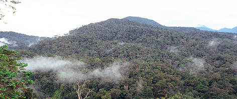 Forest landscape with clouds, West Kalimantan, Indonesia. / ©: WWF-Canon / Alain COMPOST Forest landscape with clouds, West Kalimantan, Indonesia. rel=