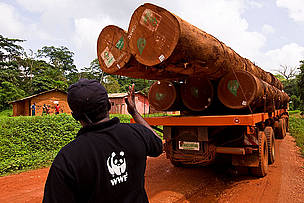 Alphonse of WWF Cameroon pointing at FSC certified logs on a logging truck, East province, Cameroon. - © Brent Stirton / Getty Images / WWF-UK