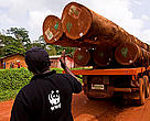 Alphonse of WWF Cameroon pointing at FSC certified logs on a logging truck, East province, Cameroon.