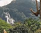 The forests of the Eastern Arc Mountains are important watersheds for Tanzania.