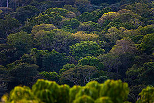 Forest, East province, Cameroon. / ©: Brent Stirton / Getty Images / WWF-UK / ©: Brent Stirton / Getty Images / WWF-UK