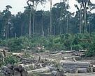 Clearing of tropical rainforest for the paper industry, palm oil, and other plantations in Tesso Nilo, Riau Province, Sumatra, Indonesia.
