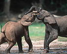 African forest elephant
Loxodonta africana cyclotis
Dzanga-Ndoki National Park, Central African Republic.
Sub-adults play fighting.