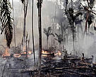 Although recent government figures in Brazil show a reduction in the rate of deforestation this year in the Amazon, burning rainforest to create pastureland for ranching and other agricultural activities continues. Amazon, Brazil.