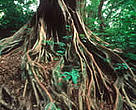 Two-thirds of the Congo's forests could be lost within 50 years if illegal logging and poaching continue at current levels. Forest canopy in the Congo Basin rain forest, Central African Republic.
