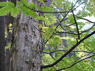 Forests -- close up of tree and branch / ©: Andreas Beckmann, 2006 / ©: Andreas Beckmann, 2006