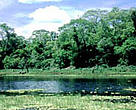 FSC-certified forest owned by Forest Santa Barbara SRL.