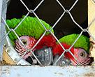 Guacamayas rojas en cautiverio