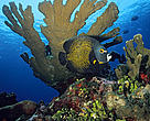 French angelfish (<i>Pomacanthus paru</i>) under Elkhorn coral (<i>Acropora palmata</i>) Cancun, Mexico.