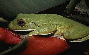 White-lipped or Giant treefrog
Litoria infrafrenata
Irian Jaya, Indonesia. / ©: WWF-Canon / John RATCLIFFE / ©: WWF-Canon / John RATCLIFFE
