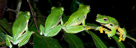 Amphibians such as frogs are some of the species at greatest risk from climate change. / ©: Thomas Calame rel=