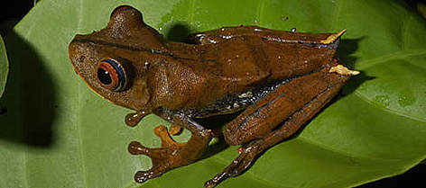 Frog, Brazil. / ©: Zig Koch rel=