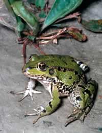Edible frog (Rana esculenta) / ©: WWF / Frédy MERCAY Edible frog (Rana esculenta) / ©: WWF / Frédy MERCAY