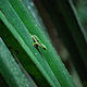 Gecko, Analila © WWF / Martina Lippuner