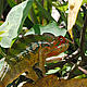 Chameleon, Andapa © WWF / Martina Lippuner