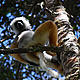 Diademed sifaka, Antsirabe © WWF / Martina Lippuner
