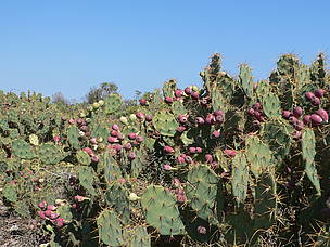 Cactus fruits / ©: WWF / Gaëtan Tovondrainy Cactus fruits / ©: WWF / Gaëtan Tovondrainy