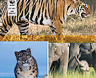 Species Conservation in the Eastern Himalayas
