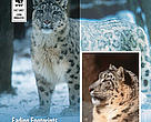 Snow Leopards of the eastern Himalayas 