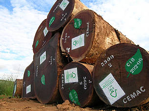 FSC-certified logs. Pokola, Republic of the Congo. / ©: Jacob Sterling / WWF-Denmark / ©: Jacob Sterling / WWF-Denmark