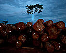 Logs at FSC certified Pallisco logging company, East province, Cameroon.