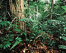 FSC-certified Amazonian rainforest managed by Precious Woods Amazon, Brazil.