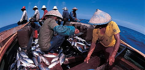 Funae fishermen sorting tuna after the catch, Sulawesi, Indonesia / ©: WWF-Canon / Jürgen FREUND rel=