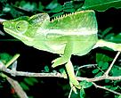 Furcifer belalandaensis (Belalan)