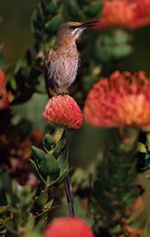 Cape sugarbird is endemic to the Fynbos and is a main pollinator of proteaceae flowers. / ©: WWF-Canon / Martin HARVEY Cape sugarbird, endemic to fynbos region and main pollinator of proteaceae flowers, Republic of ... / ©: WWF-Canon / Martin HARVEY