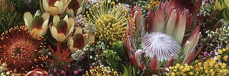 Fynbos is known for its high diversity of rare plant species. Cape Floral Kingdom, Western Cape, ... / ©: Martin HARVEY / WWF-Canon rel=