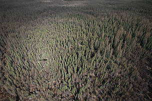 The boreal forest of Canada is a crucial carbon sink, storing 186 billion tonnes of carbon, below ... / ©: Rezac / WWF-UK Oil Sands, Alberta, Canada. / ©: Rezac / WWF-UK