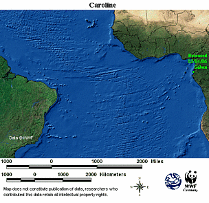 Map locator for this leatherback. Click to view an enlarged animated version. The latest positional ... / ©: WWF-CCC Animated map for Caroline. / ©: WWF-CCC
