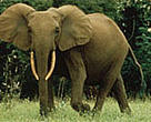 Elephant in Gabon.