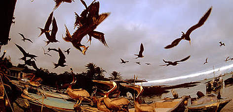 Magnificent Frigatebirds (Fregata magnificens) in flight, and Brown Pelicans (Pelecanus ... / ©: WWF-Canon / Homo ambiens / R. Isotti - A.Cambone Magnificent Frigatebirds (<i>Fregata magnificens</i>) in flight, and Brown Pelicans ... rel=