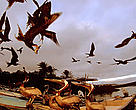 Magnificent Frigatebirds (<i>Fregata magnificens</i>) in flight, and Brown Pelicans (<i>Pelecanus occidentalis</i>) in the harbour. Puerto Ayora, Santa Cruz Island, Galapagos, Ecuador.