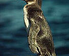 Galapagos penguin.