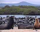 The <I>Galapagos Sustainable Energy Initiative</I> will help protect the Galapagos Islands from pollution and other threats for generations to come.