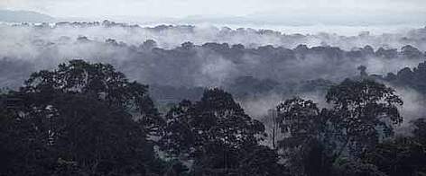 Mist hanging over the tropical rainforest after heavy rainfall. Gamba Nature Reserve, Gabon. / ©: WWF-Canon / Michel GUNTHER rel=